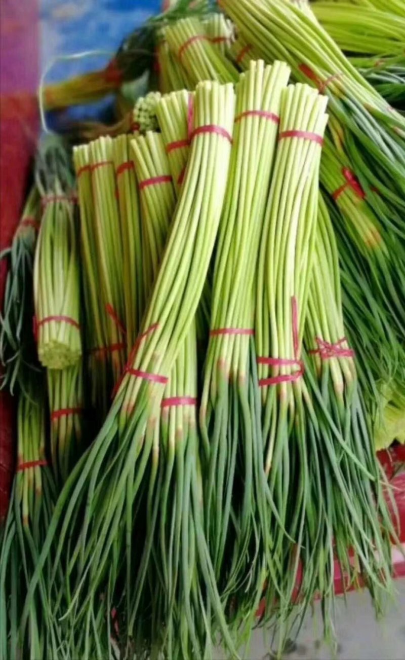 【推荐】红帽蒜薹长五十公分以上品质保证货源充足欢迎选购