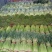 【推荐】红帽蒜薹长五十公分以上品质保证货源充足欢迎选购