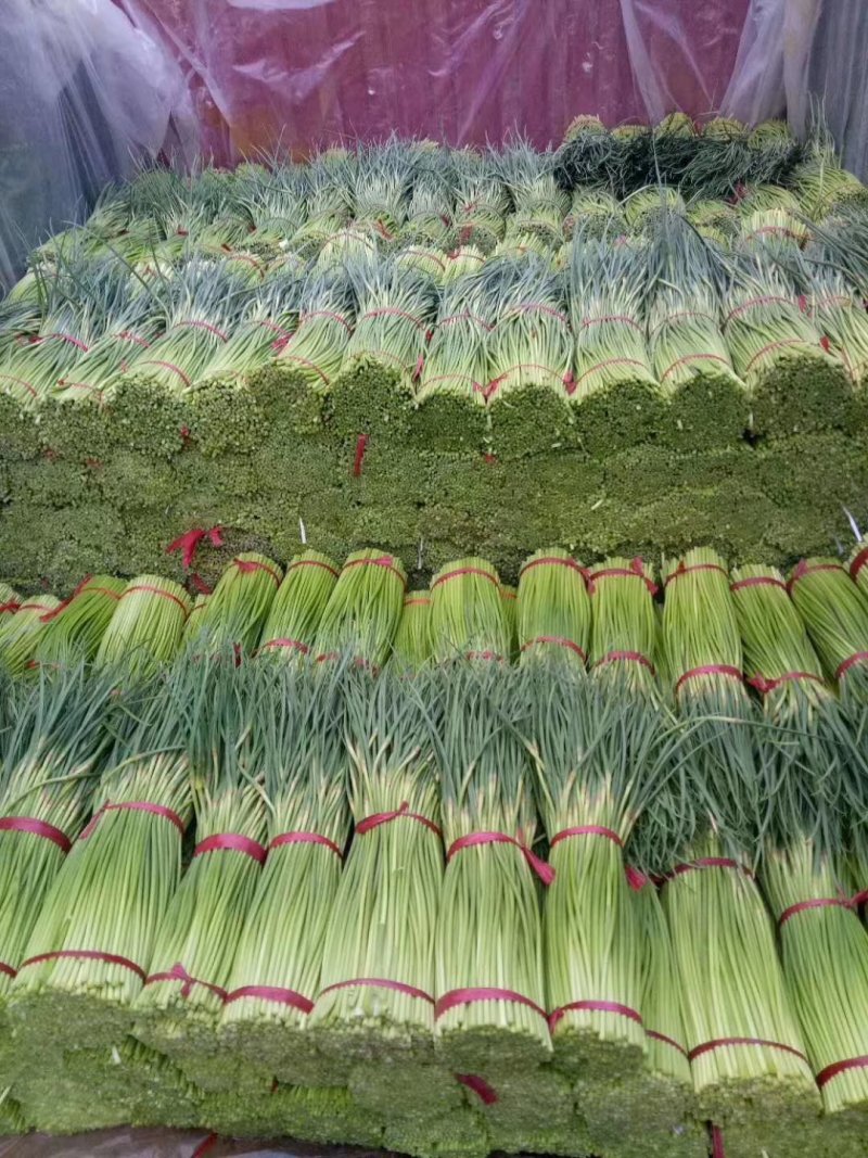 【推荐】红帽蒜薹长五十公分以上品质保证货源充足欢迎选购
