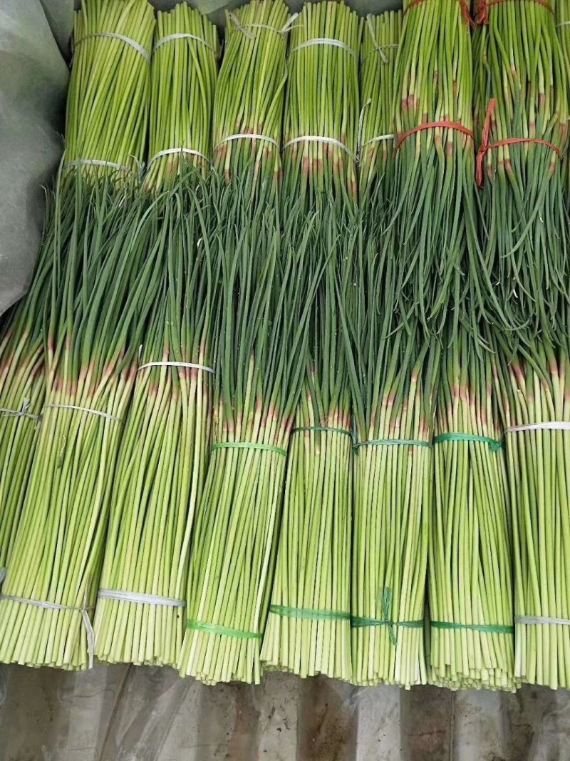 【推荐】红帽蒜薹长五十公分以上品质保证货源充足欢迎选购