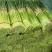 【推荐】红帽蒜薹长五十公分以上品质保证货源充足欢迎选购