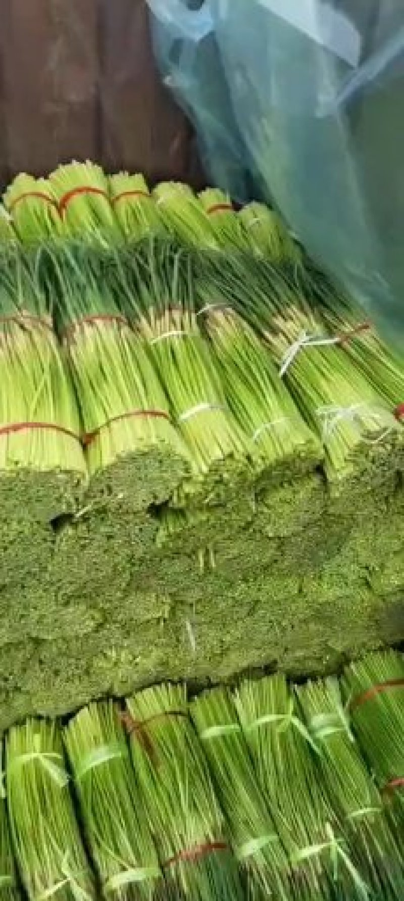 【推荐】红帽蒜薹长五十公分以上品质保证货源充足欢迎选购