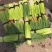 【推荐】红帽蒜薹长五十公分以上品质保证货源充足欢迎选购