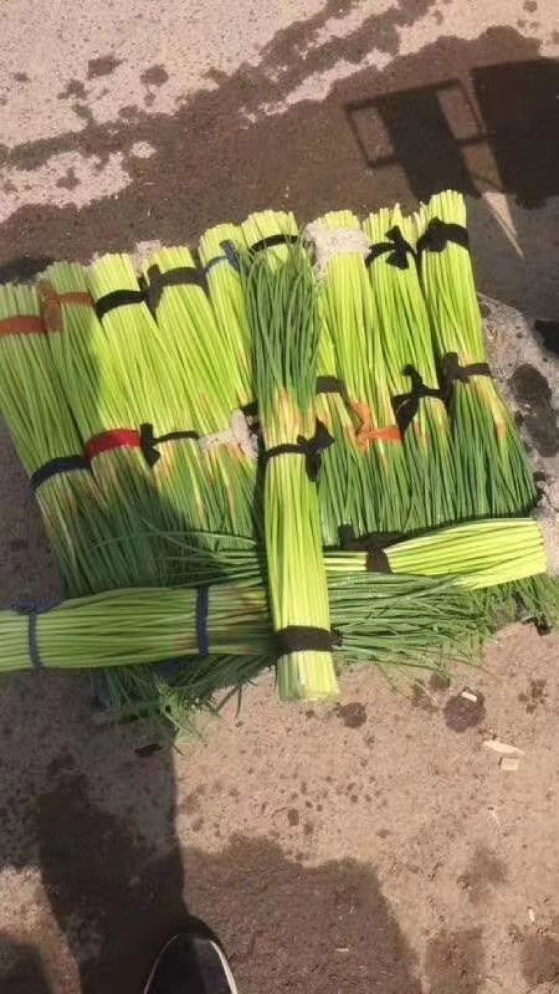 【推荐】红帽蒜薹长五十公分以上品质保证货源充足欢迎选购