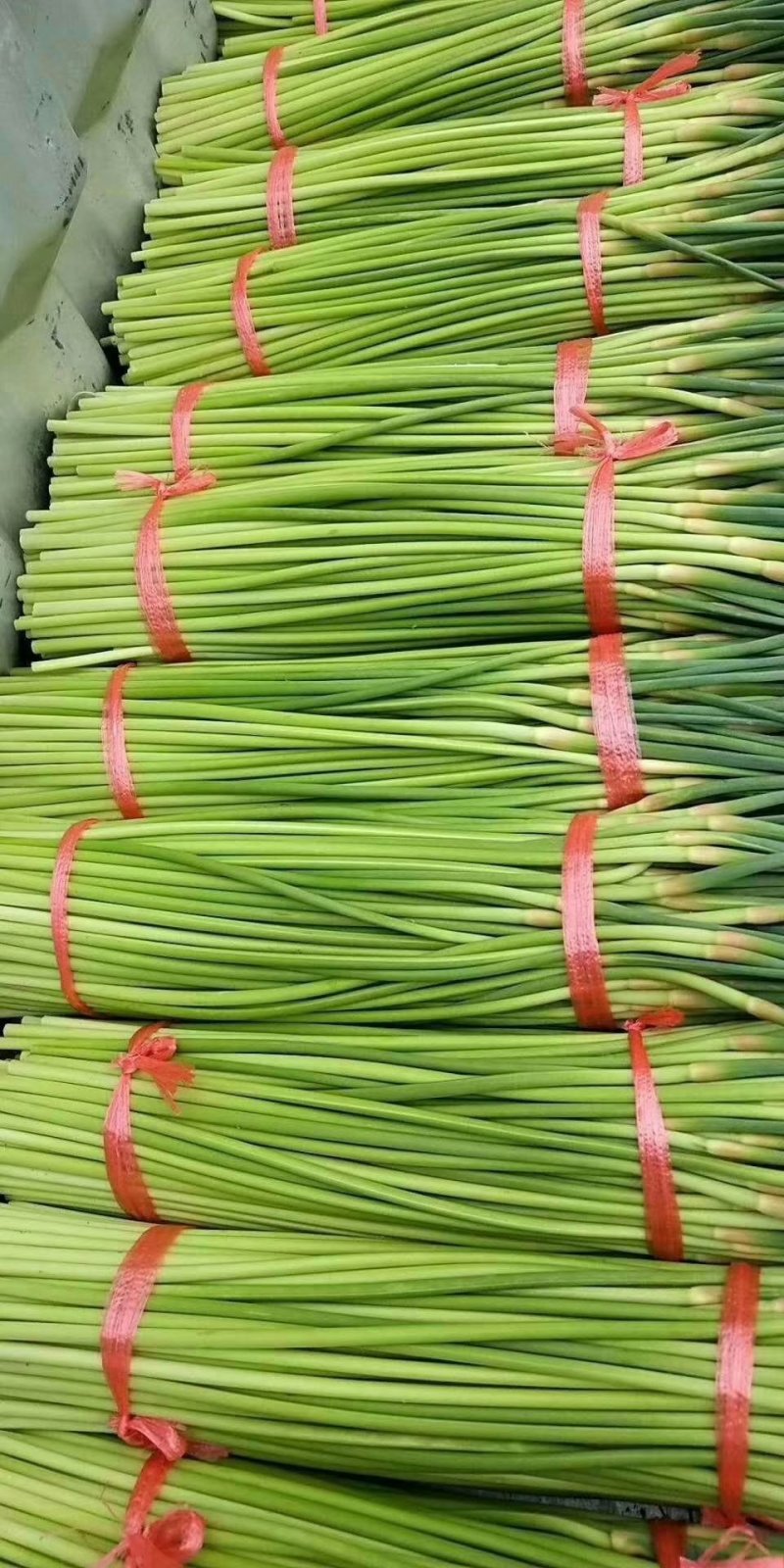 【推荐】红帽蒜薹长五十公分以上品质保证货源充足欢迎选购