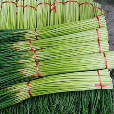 【推荐】红帽蒜薹长五十公分以上品质保证货源充足欢迎选购