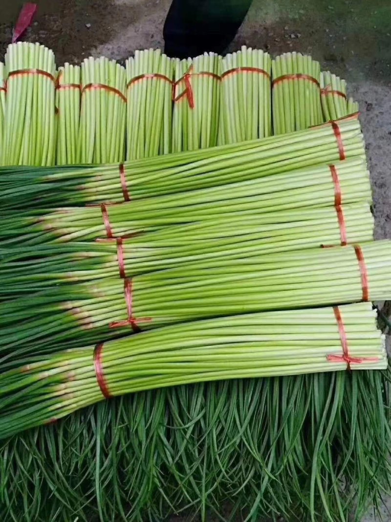 【推荐】红帽蒜薹长五十公分以上品质保证货源充足欢迎选购