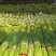 【推荐】红帽蒜薹长五十公分以上品质保证货源充足欢迎选购