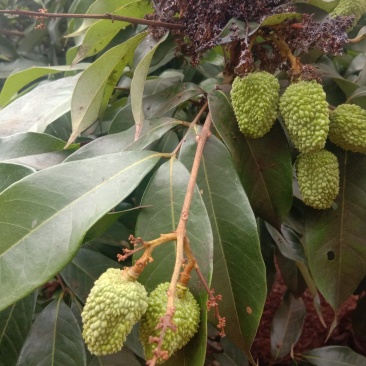荔枝