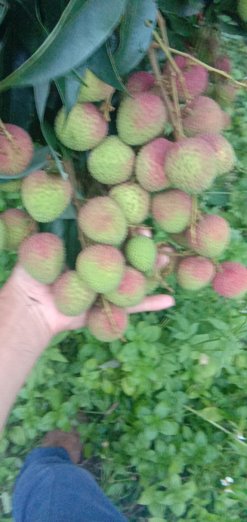 荔枝