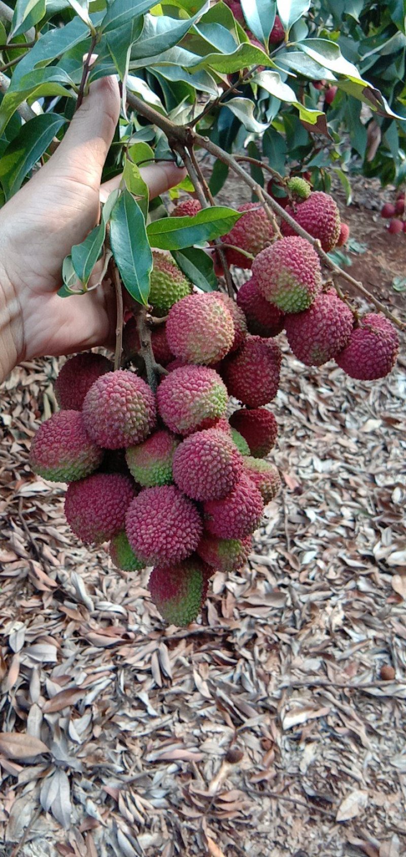 荔枝