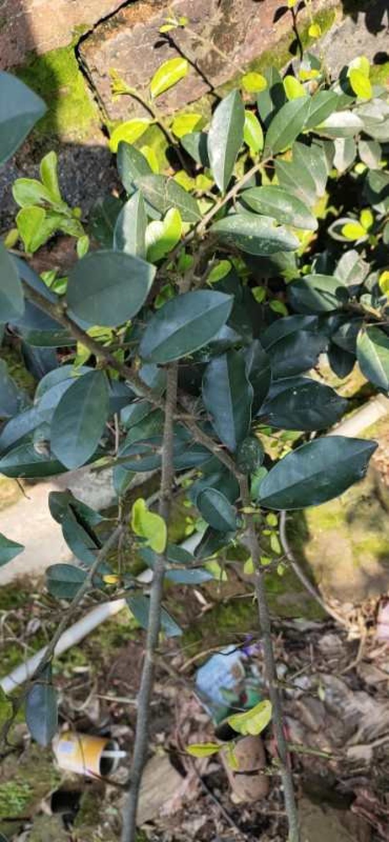 穿破石（九重皮）