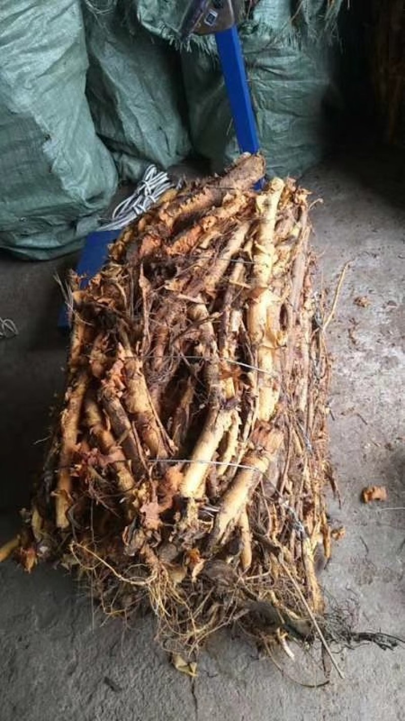 穿破石（九重皮）