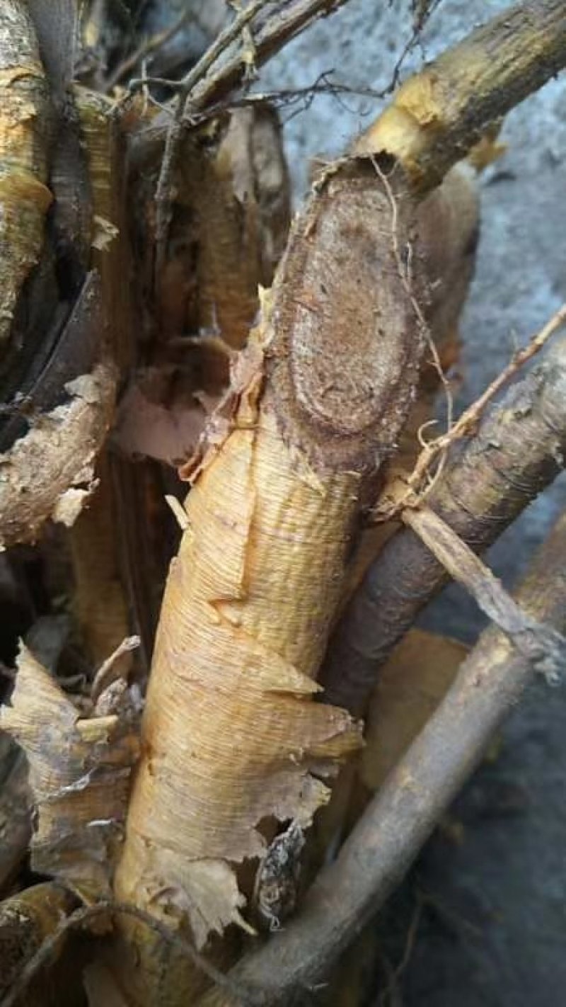 穿破石（九重皮）