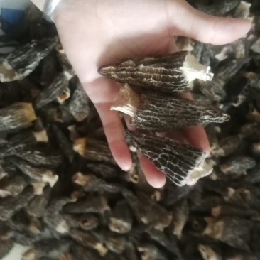 羊肚菌