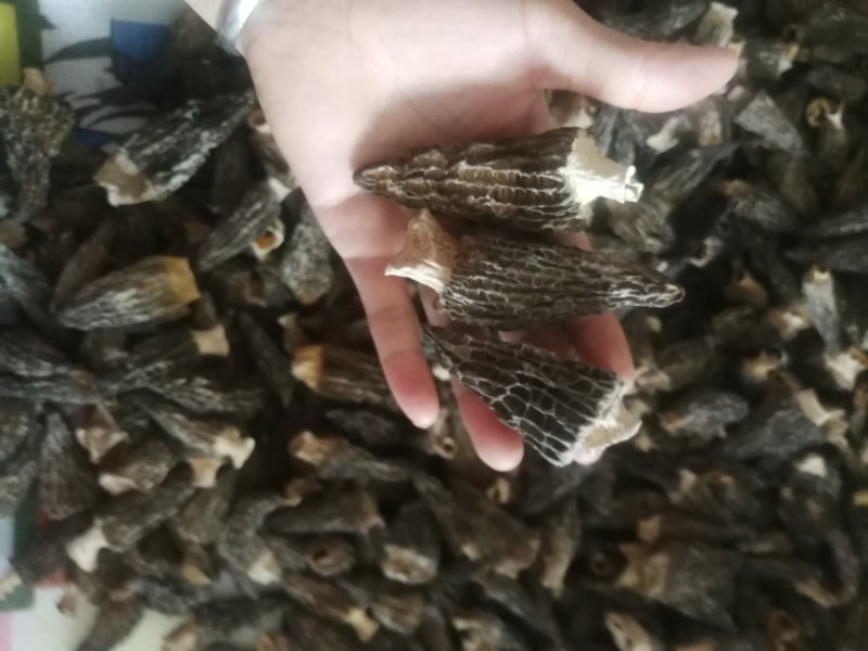 羊肚菌