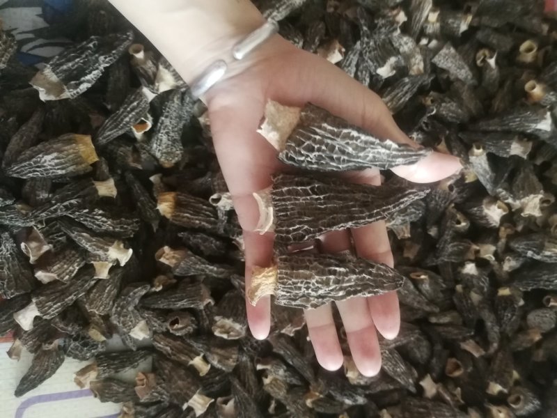 羊肚菌