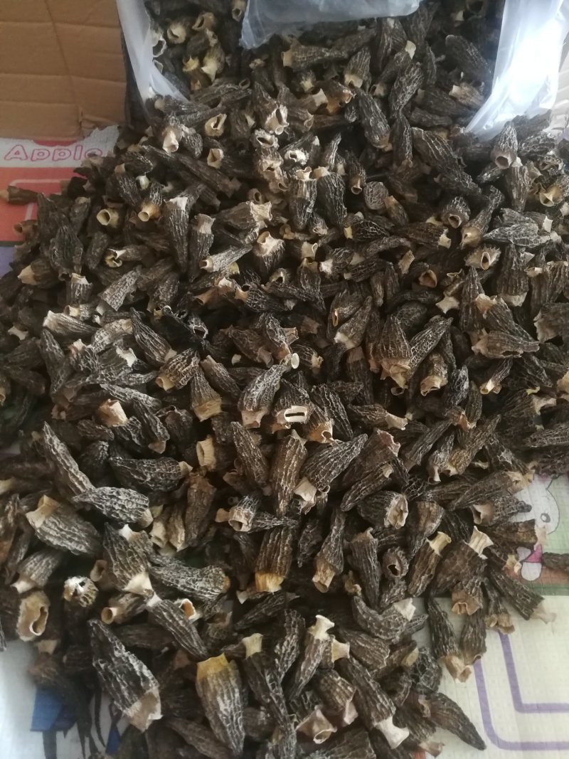 羊肚菌