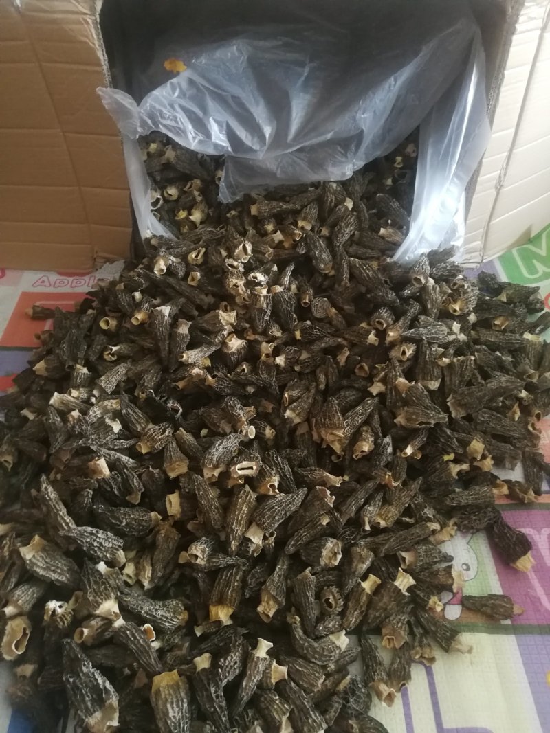 羊肚菌