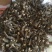 羊肚菌