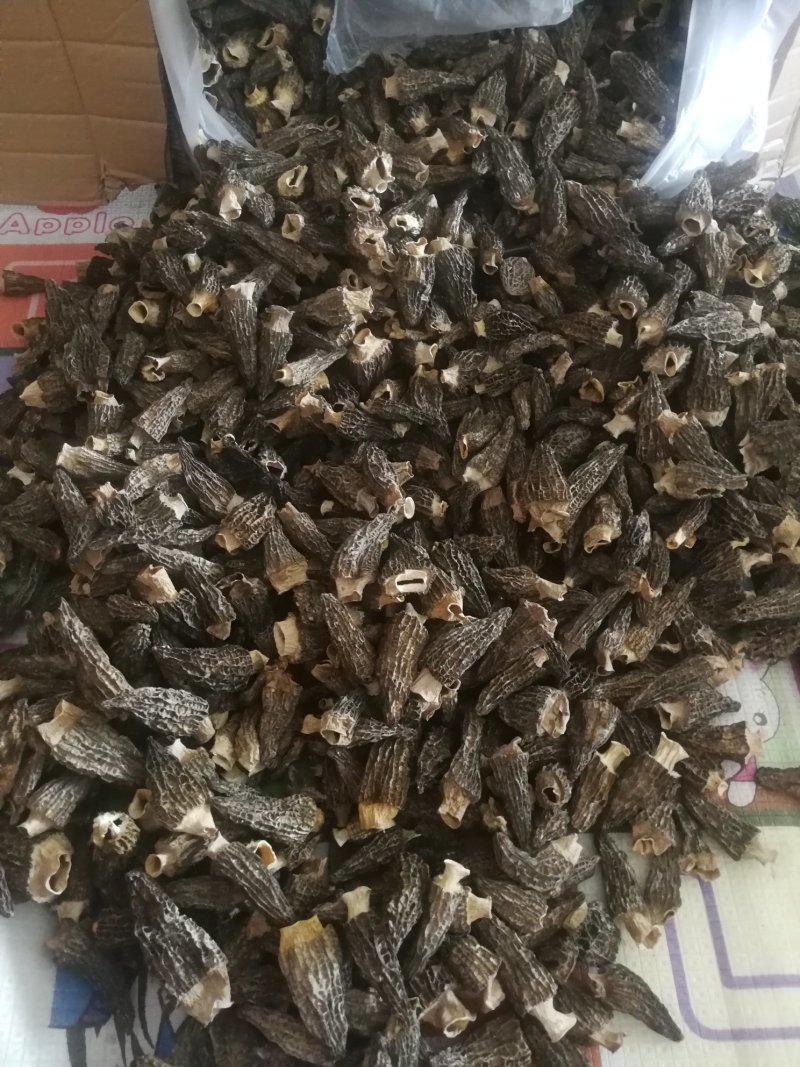 羊肚菌