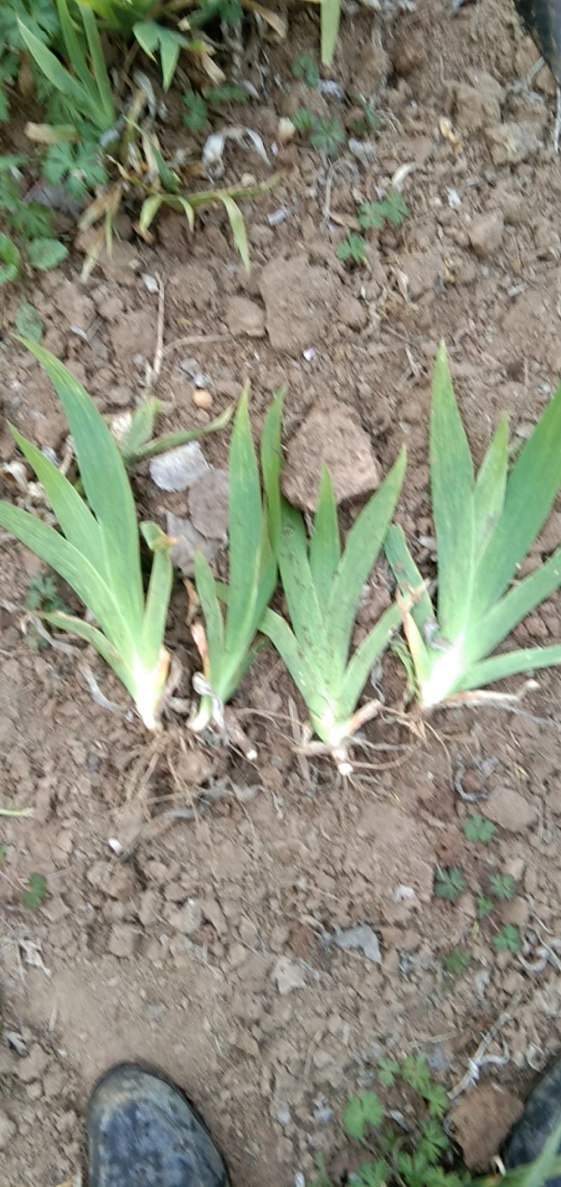 绿篱供应，萱草，鸢尾，地棣，红瑞木，
