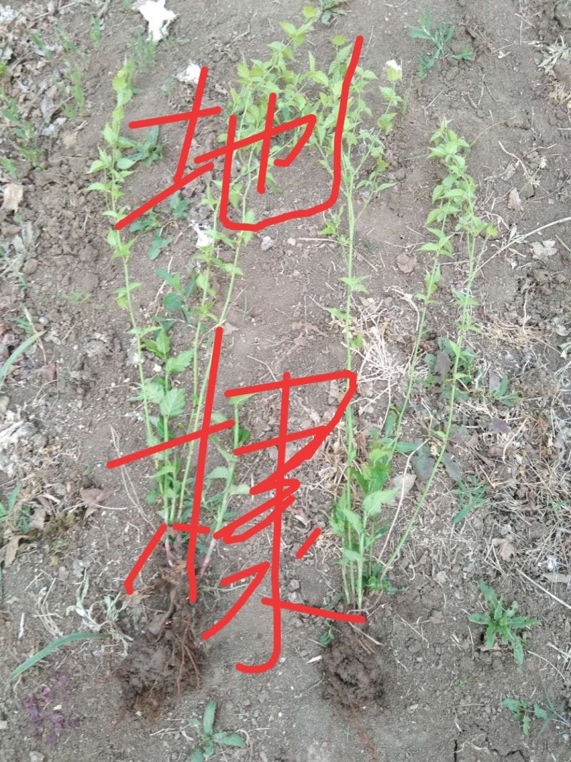 绿篱供应，萱草，鸢尾，地棣，红瑞木，