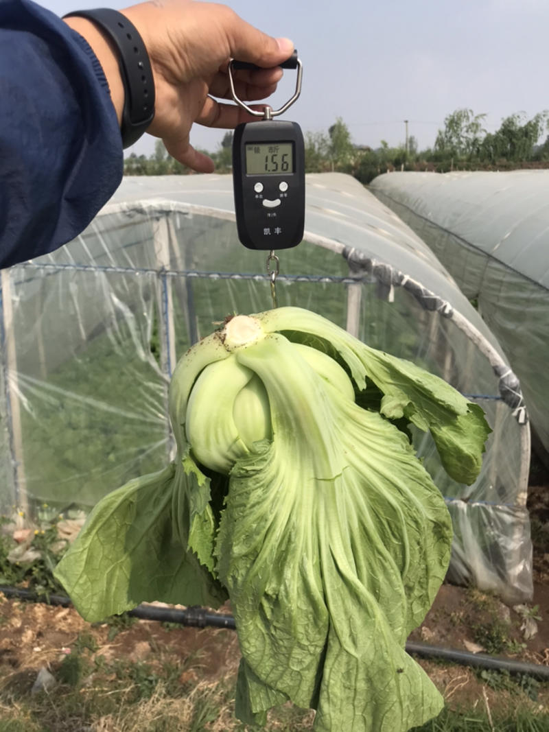 芥菜，包心芥菜，腌菜原料