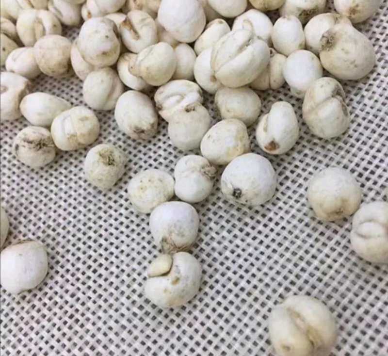 藏贝母，道地药材，质优价实，品质保证，药典标准，产地西藏