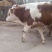 出售西门塔尔牛肉牛牛犊肉牛养殖肉牛价格