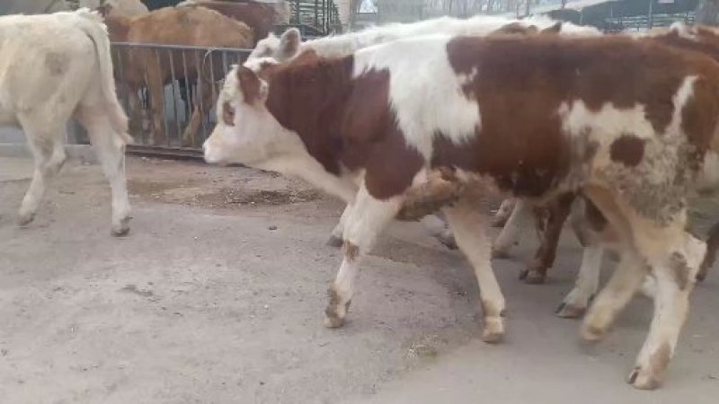 出售西门塔尔牛肉牛牛犊肉牛养殖肉牛价格