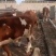 出售西门塔尔牛肉牛牛犊肉牛养殖肉牛价格