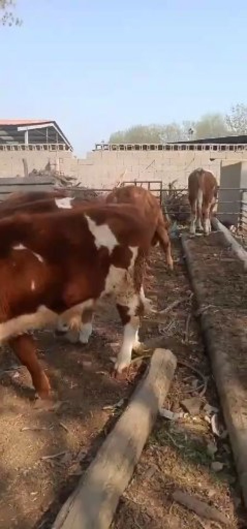 出售西门塔尔牛肉牛牛犊肉牛养殖肉牛价格
