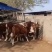 出售西门塔尔牛肉牛牛犊肉牛养殖肉牛价格