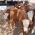 出售西门塔尔牛肉牛牛犊肉牛养殖肉牛价格