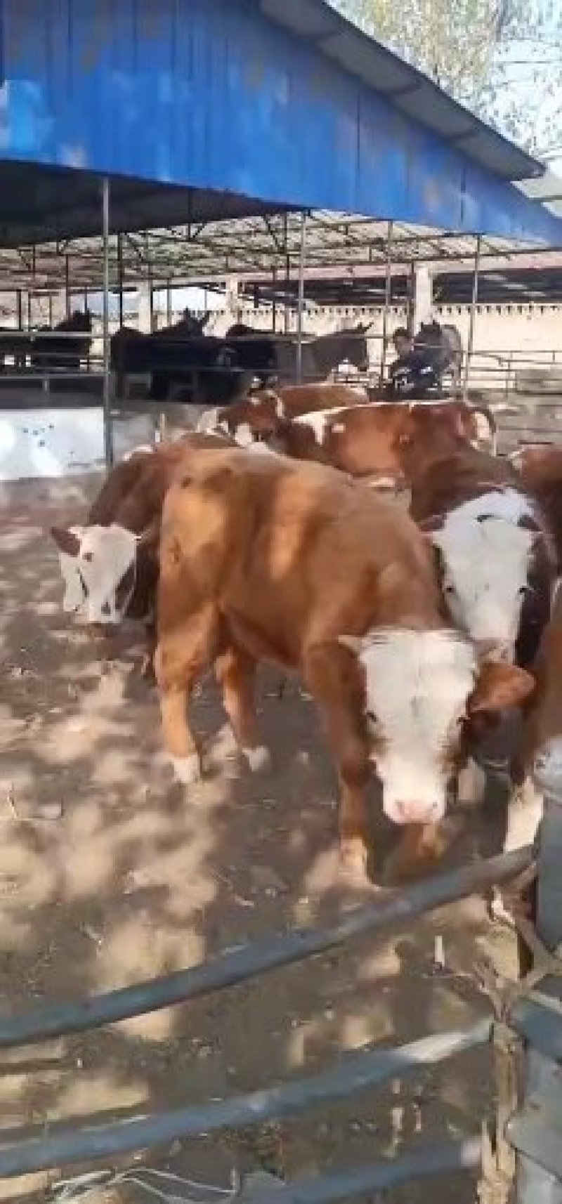 出售西门塔尔牛肉牛牛犊肉牛养殖肉牛价格