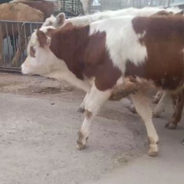 出售西门塔尔牛黄牛牛犊肉牛价格