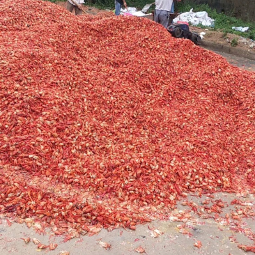 龙虾糠饲料，鸡鸭鹅猪家禽养殖，水产养殖都可以使用