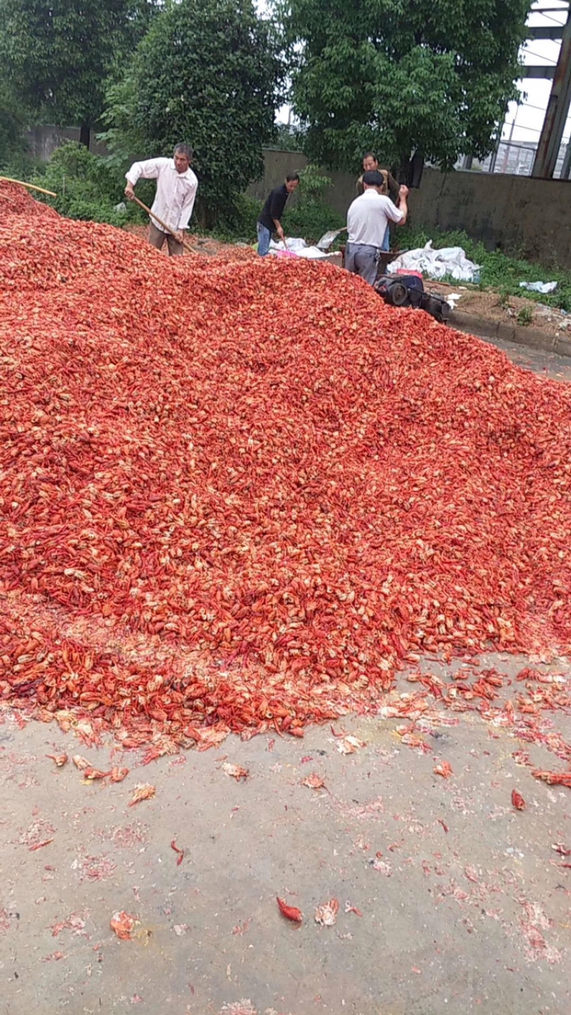龙虾糠饲料，鸡鸭鹅猪家禽养殖，水产养殖都可以使用