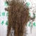 茅膏菜.道地药材,质优价实,品质保证,药典标准一公斤起批