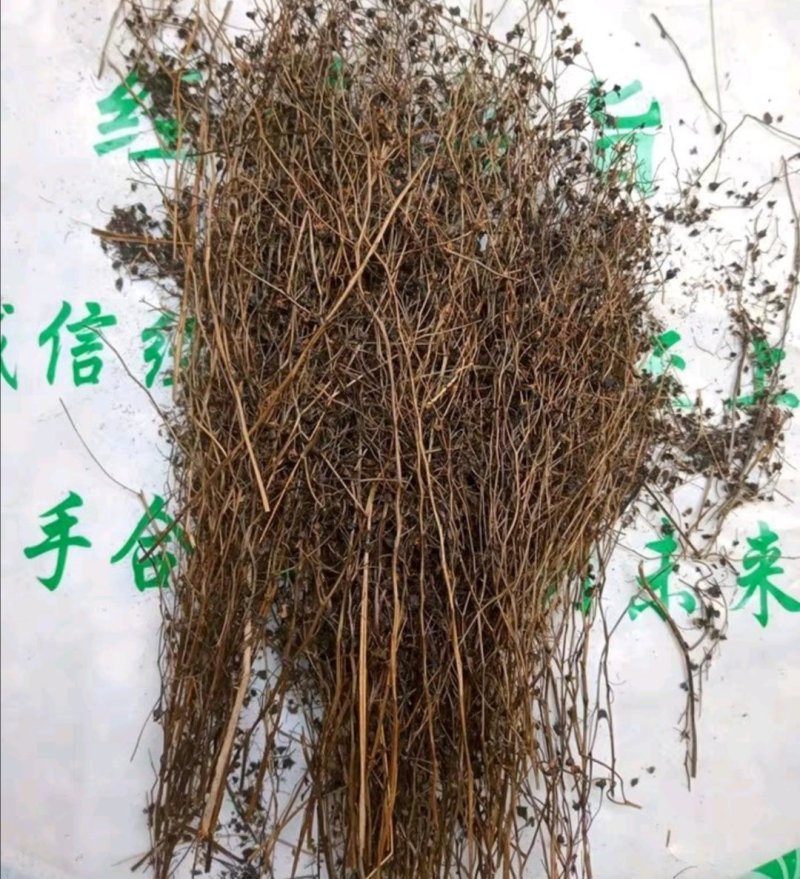 茅膏菜.道地药材，质优价实，品质保证，药典标准一公斤起批