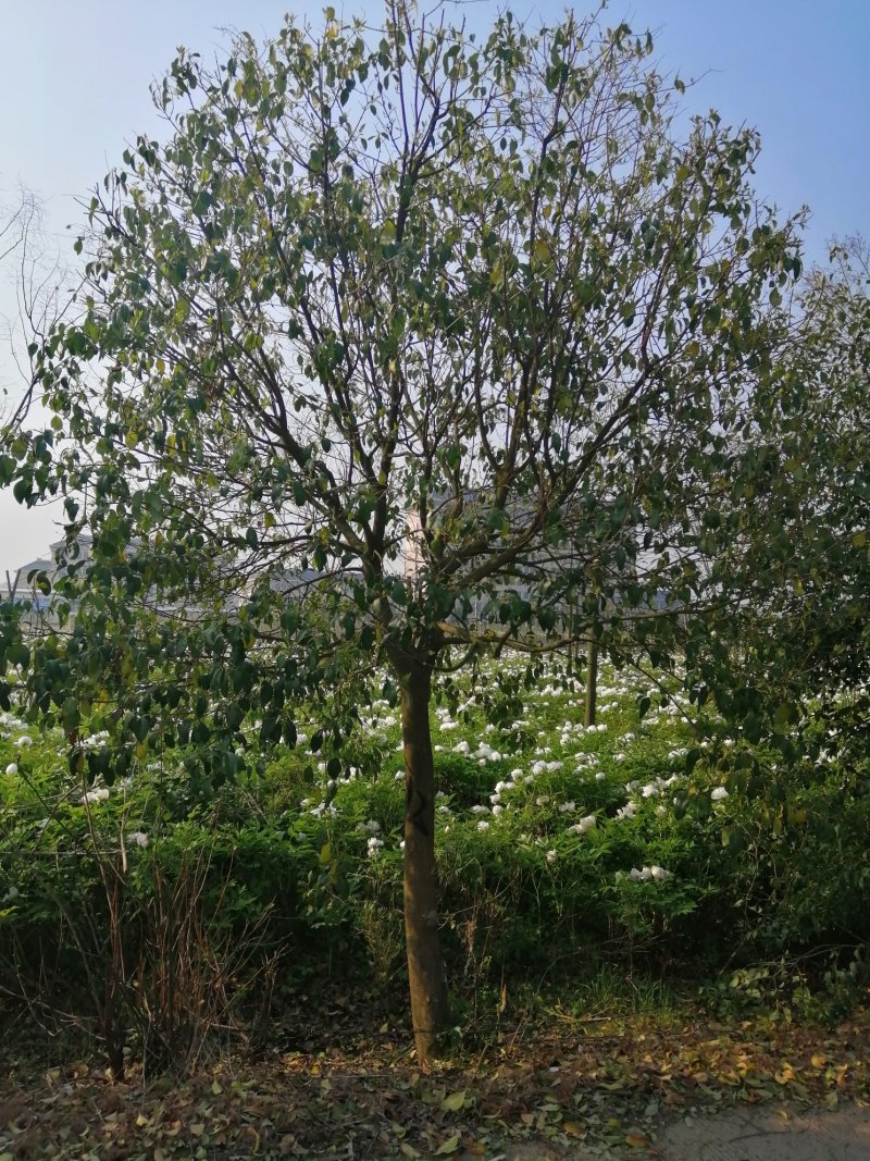 大叶女贞苗木基地，精品树型价格合理，2000亩地规格齐全