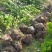 北海道黄杨苗北海道黄杨床苗北海道黄杨小苗高8-15公分！