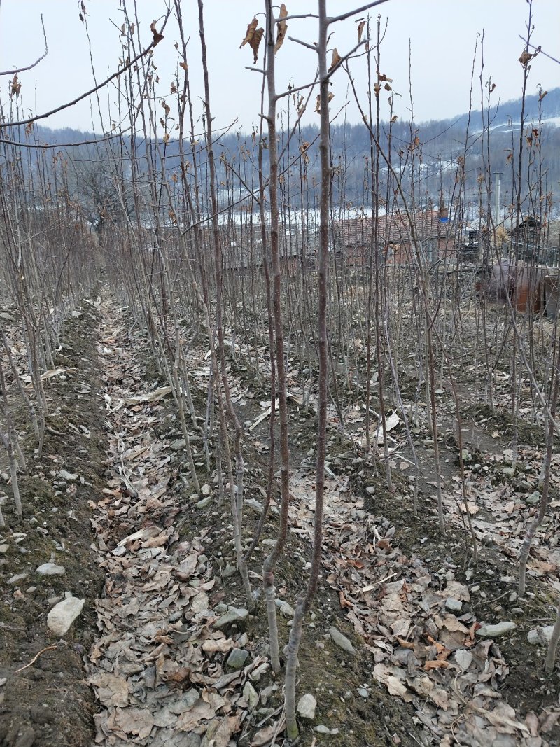 牛奶果树苗当年移栽根口感甜脆