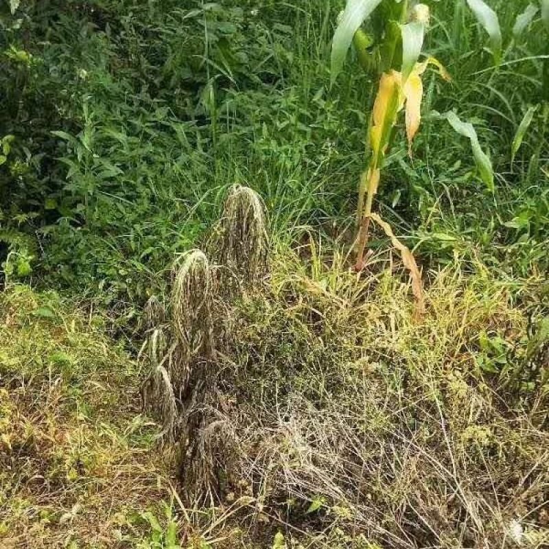 盖镰62%三氯吡氧乙酸麦草畏草甘膦非耕地杂草80克