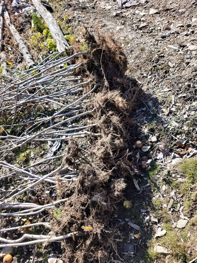 牛奶果树苗当年移栽根口感甜脆