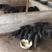 原生态纯种藏香猪种苗和商品黑猪巴马香猪18-25斤