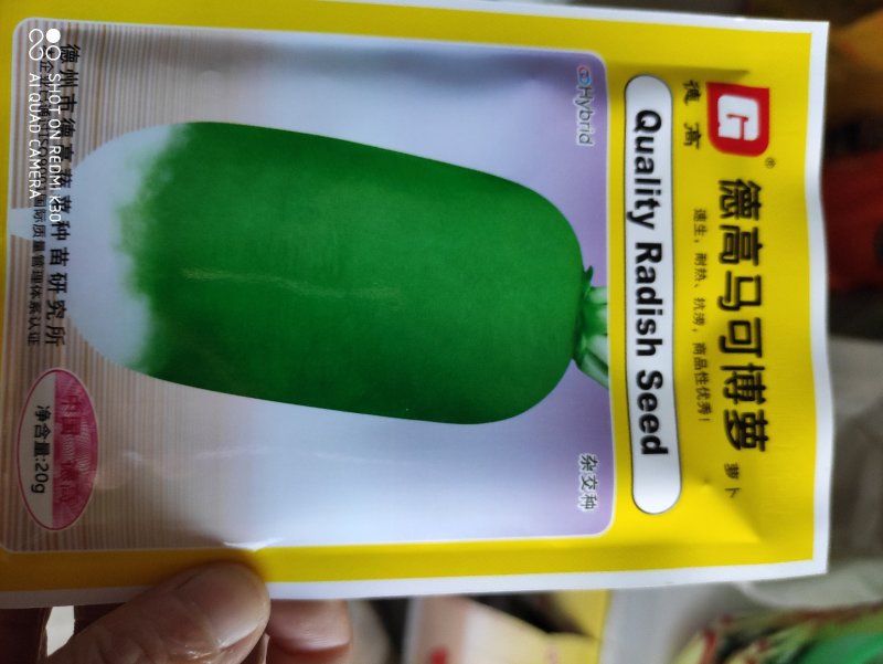 德高马可博萝青皮萝卜种子