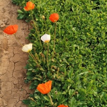 虞美人宿根草花绿化苗木优质多年生草花