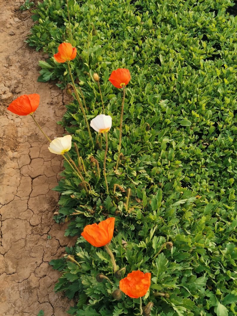 虞美人宿根草花绿化苗木优质多年生草花